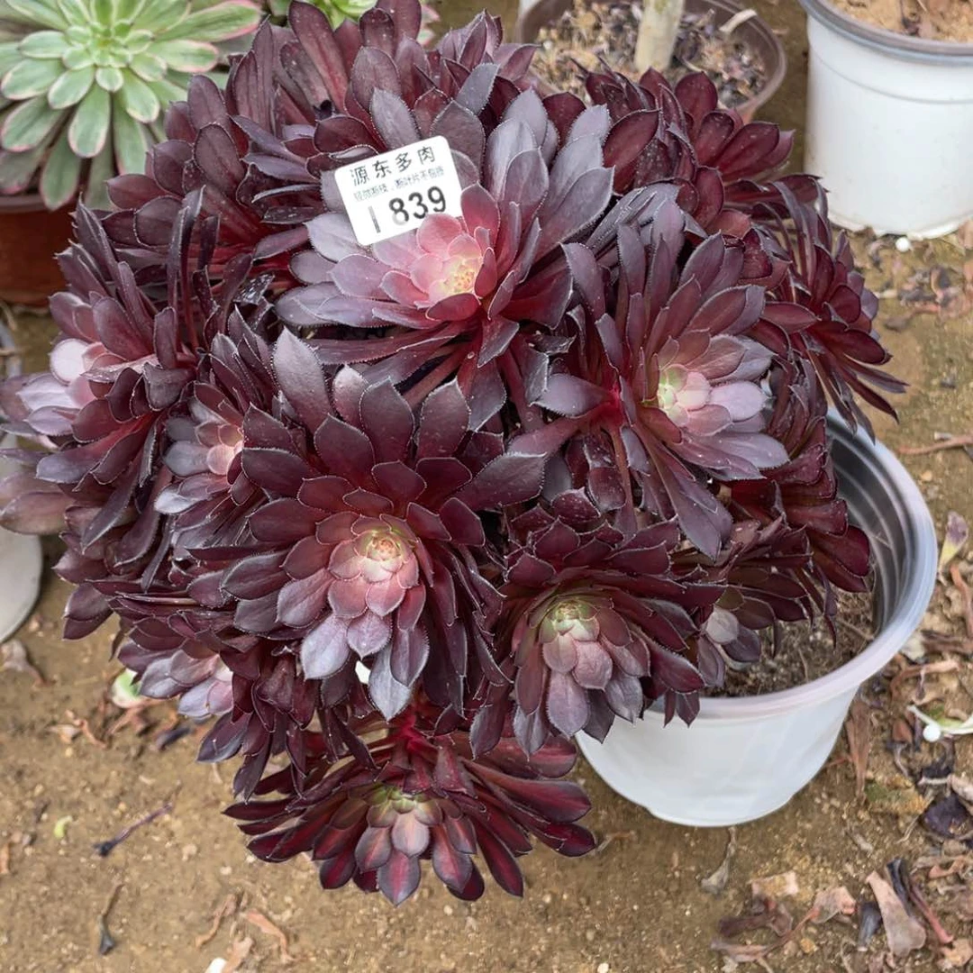 839黑瞳多肉法师断枝不包