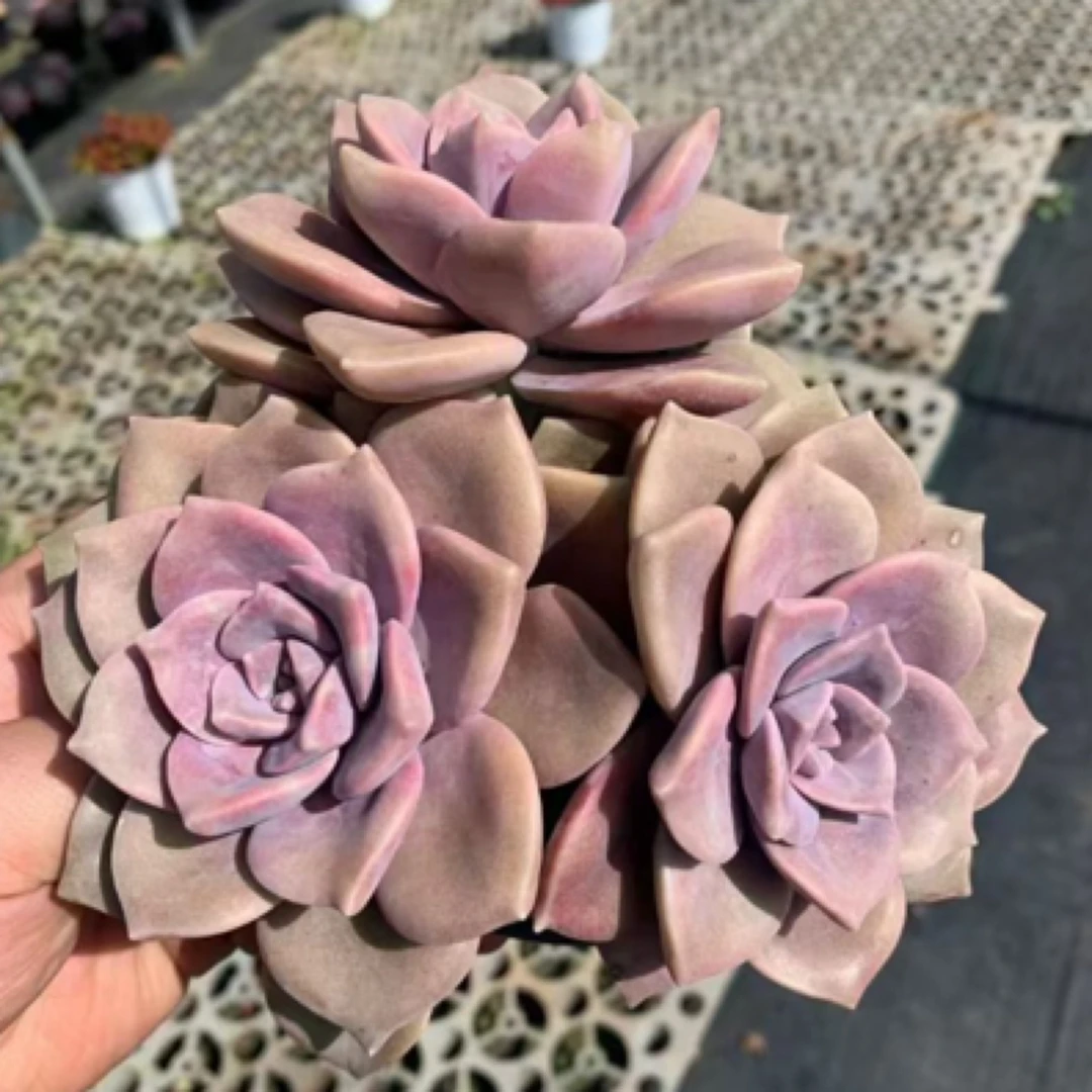 单品多肉自选盆栽适合阳台庭院室内养殖好养活易爆盆