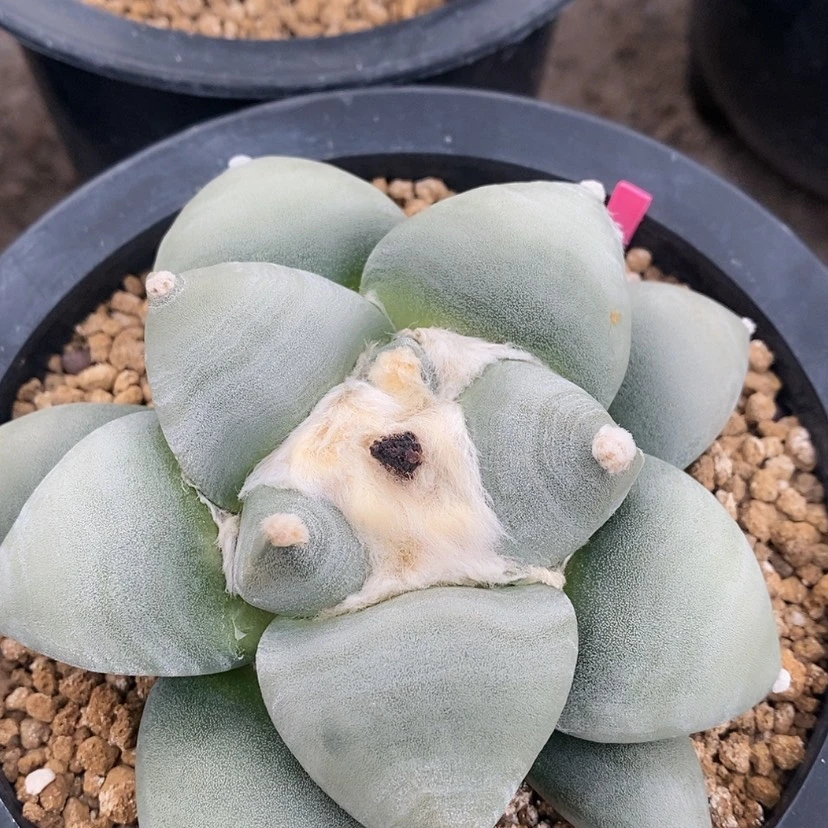 【闪购商品】实生丸叶