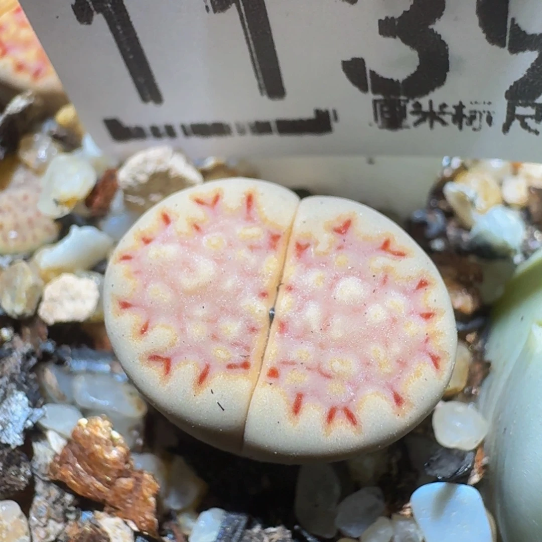 zzzz精品生石花1139