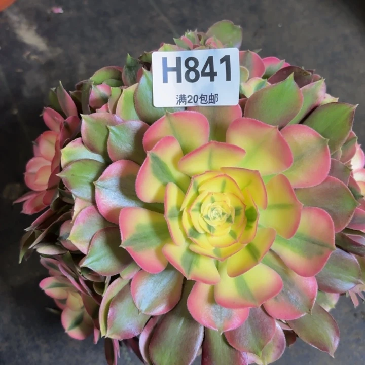 瑞妈多肉植物。841