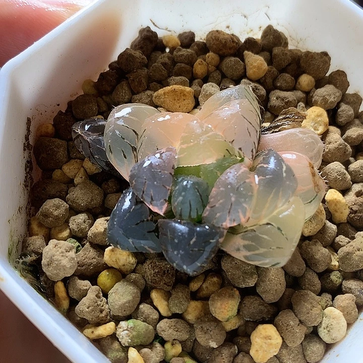 冰灯玉露锦带盆土发货ooo