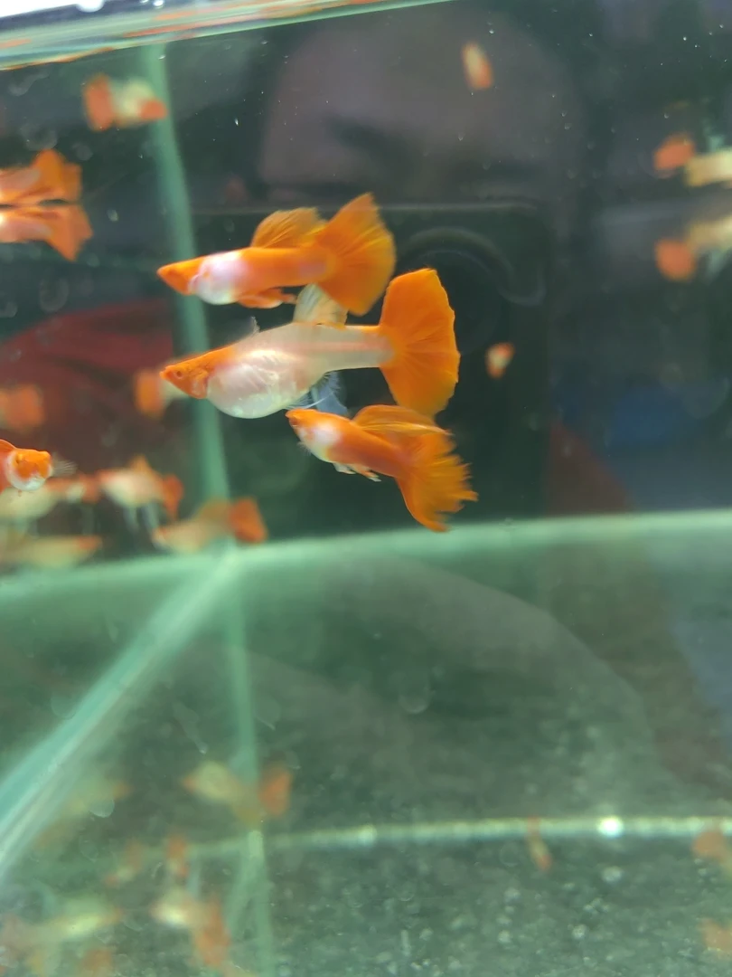 银河红头大c孔雀鱼（入缸后不包损）