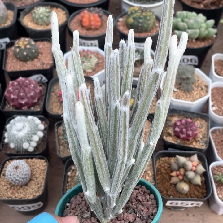 316棉花棒块根植物