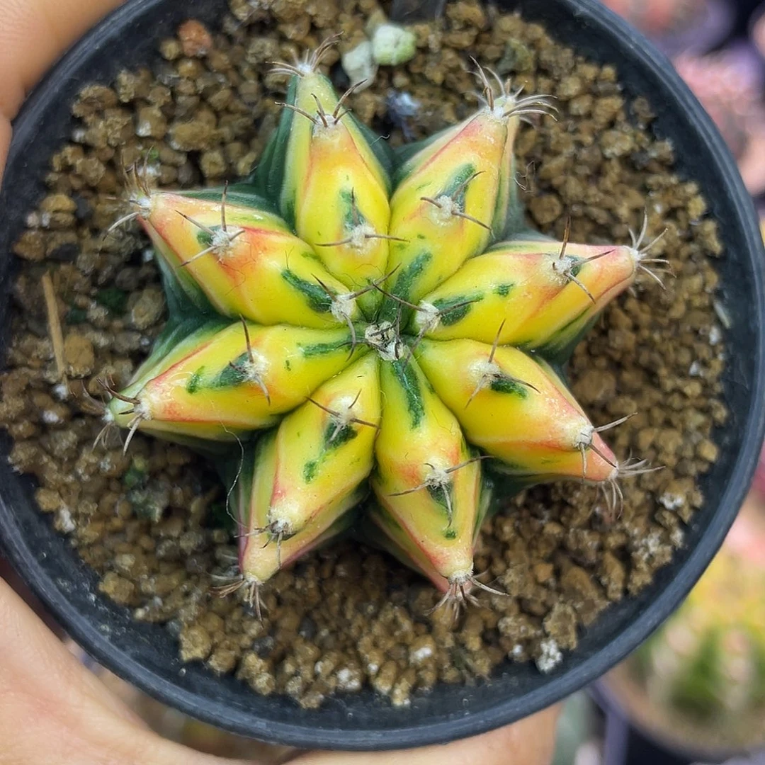 1-265米哈锦4.9厘米