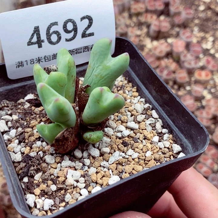 4692。