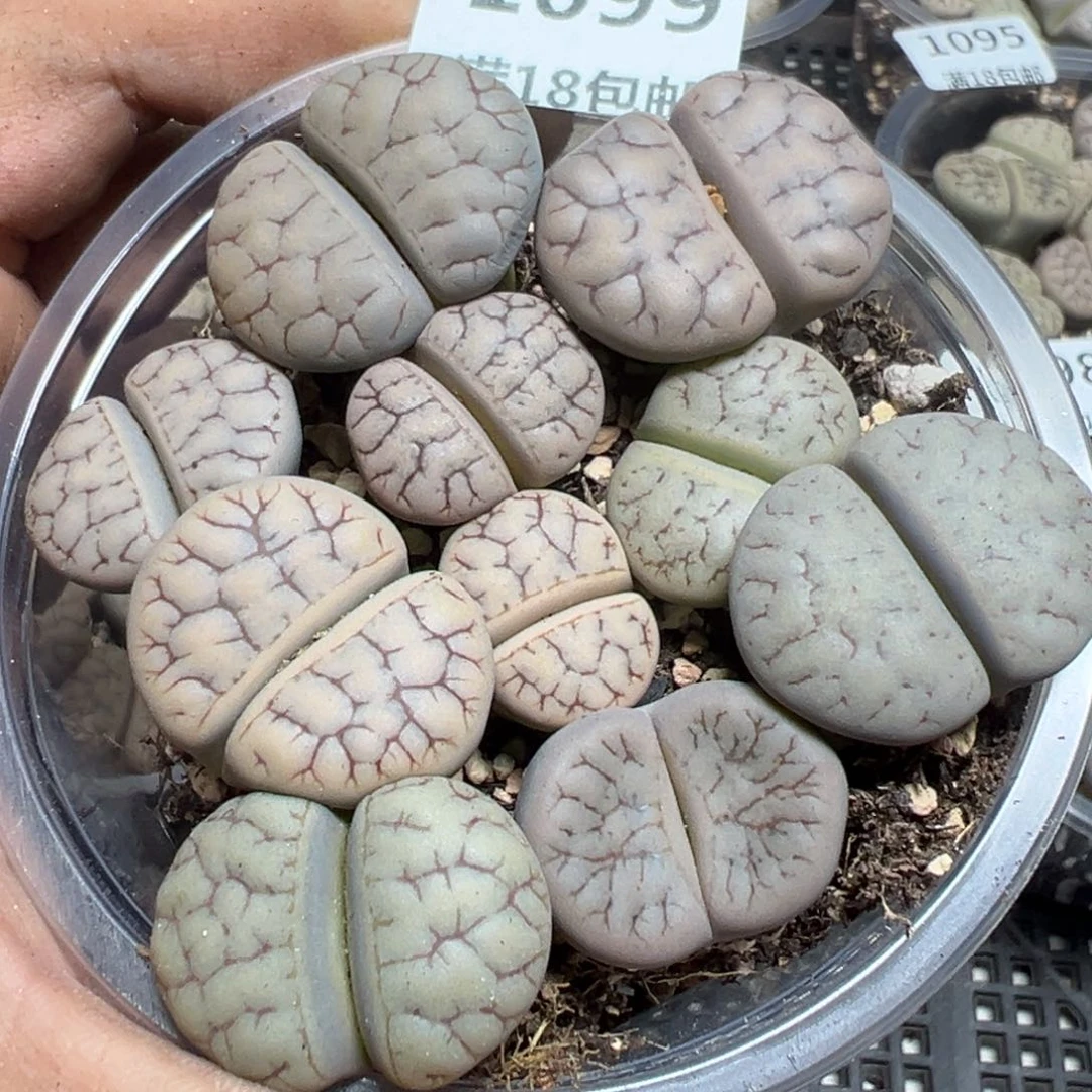 【闪购商品】1099。
