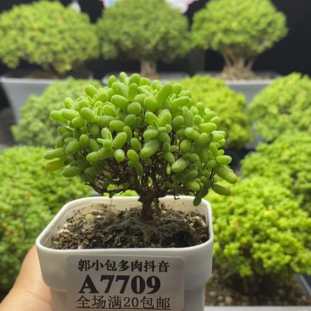 S***l蜜橘糖球7709枝干番杏