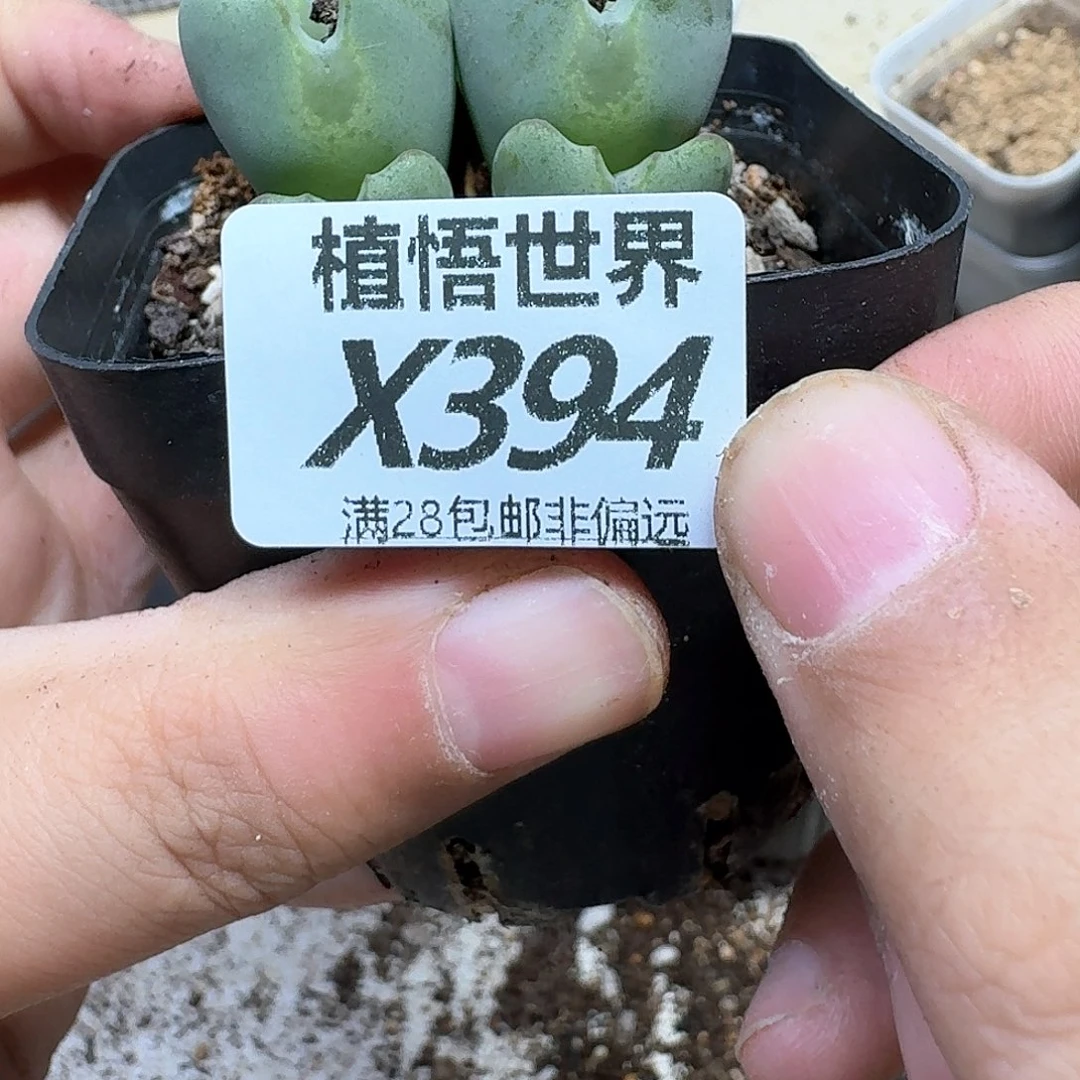 多肉植物的润泽无法