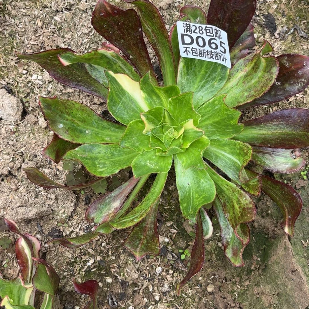 F. 065魅影七彩多肉。ba