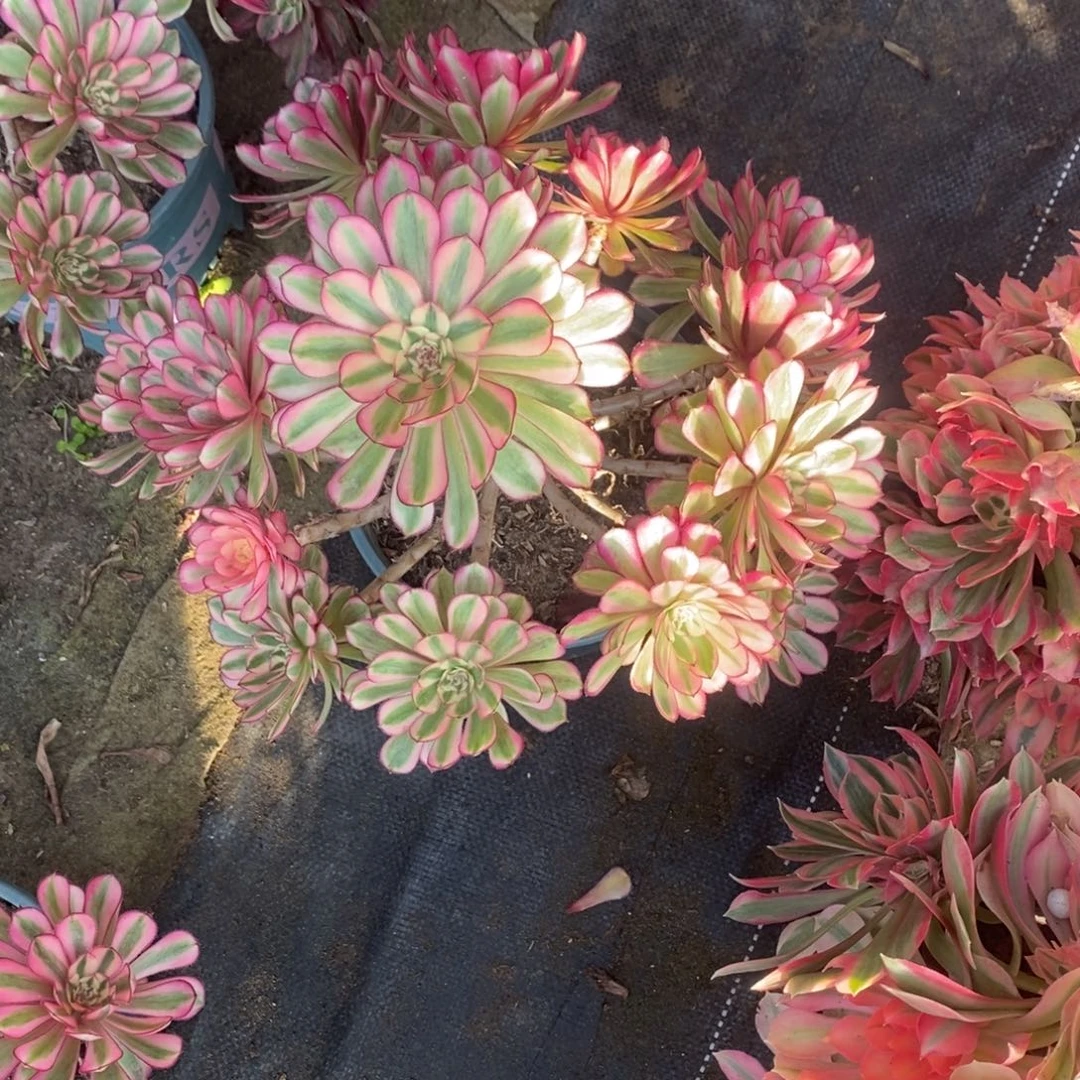 白月光多肉1颗多肉145号