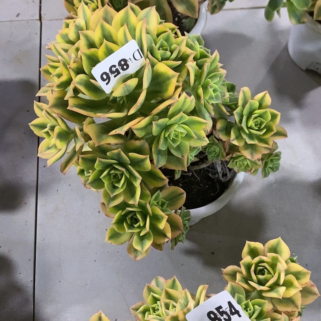 孙*娘856星爆多肉植物