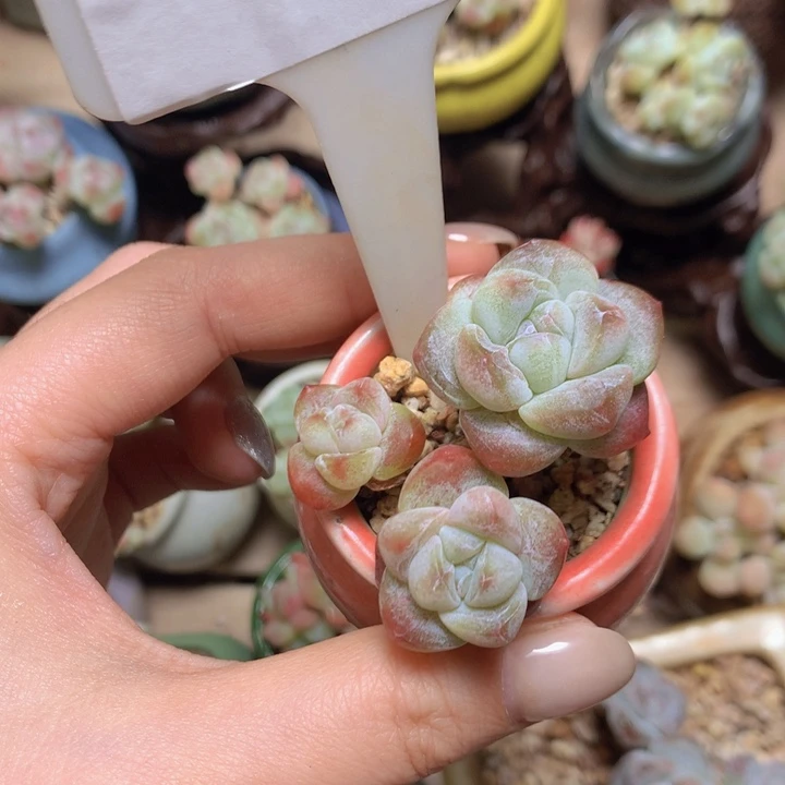 002福利木桩冰玉脱土发包邮