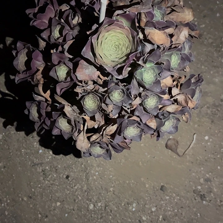 月***儿多肉植物枚金玫瑰锦……