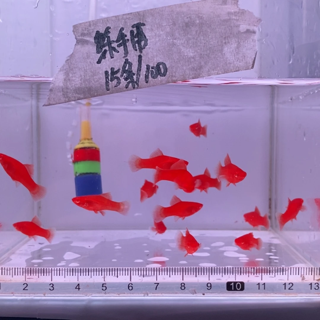 红剑鱼高鳍红剑练手用15条