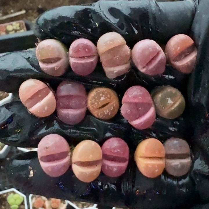 生石花111。   562