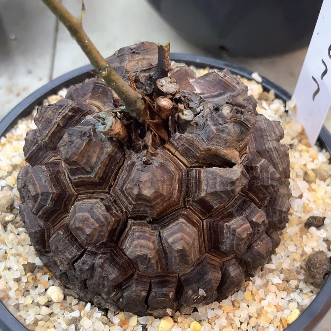 潮流植物精品剑甲龟，9.6公分