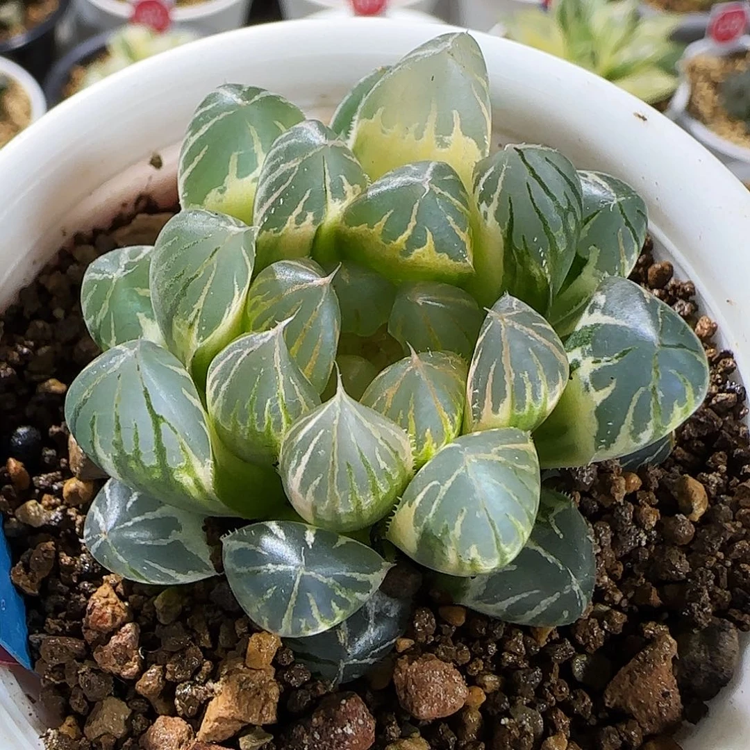 382号糊斑实生玉露锦一物一拍带盆土