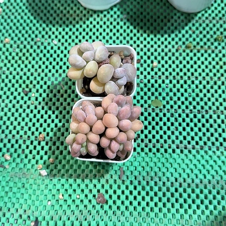 多肉植物的生长环境