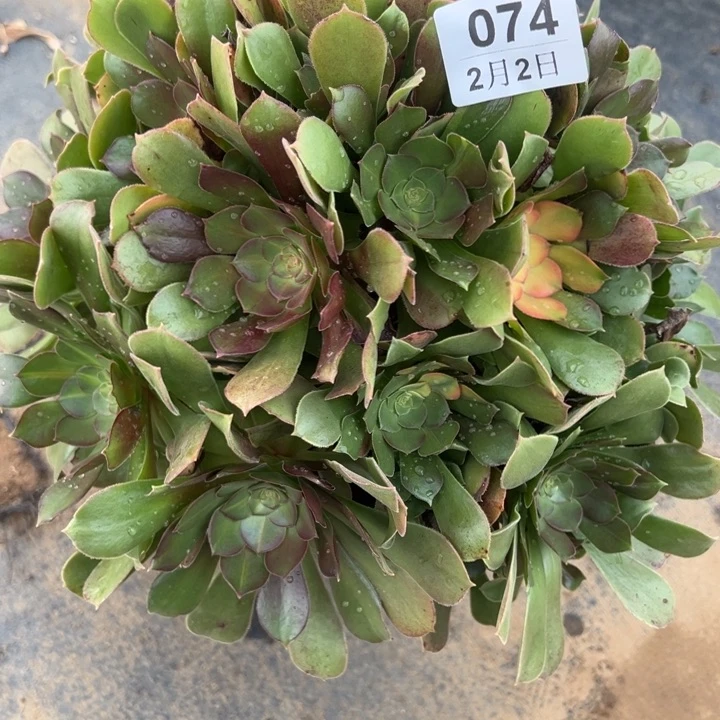 2.2-74绍秀七彩多肉