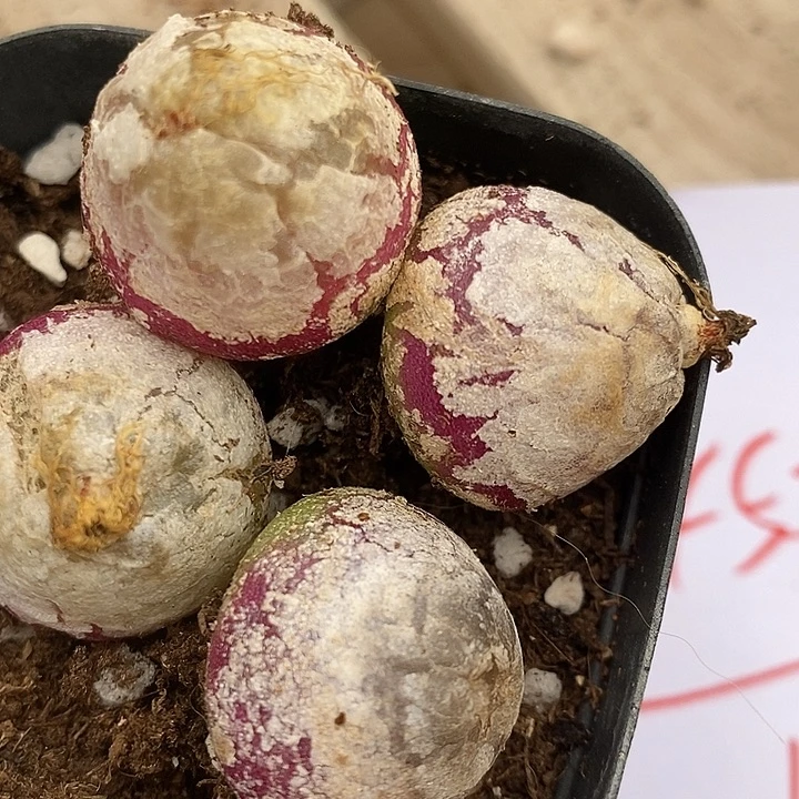 458大灯泡有瑕疵一组。