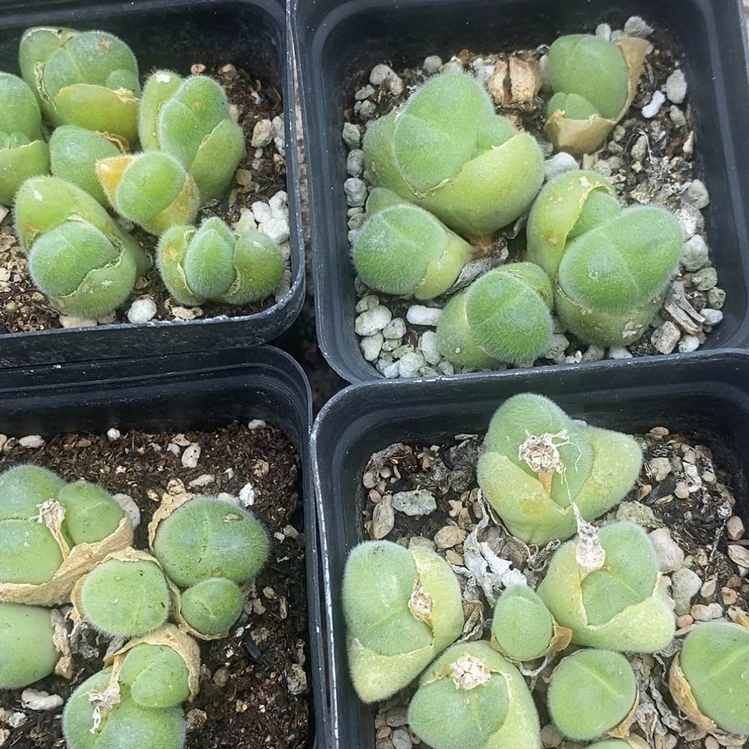 188四盒长毛毛翠滴一组