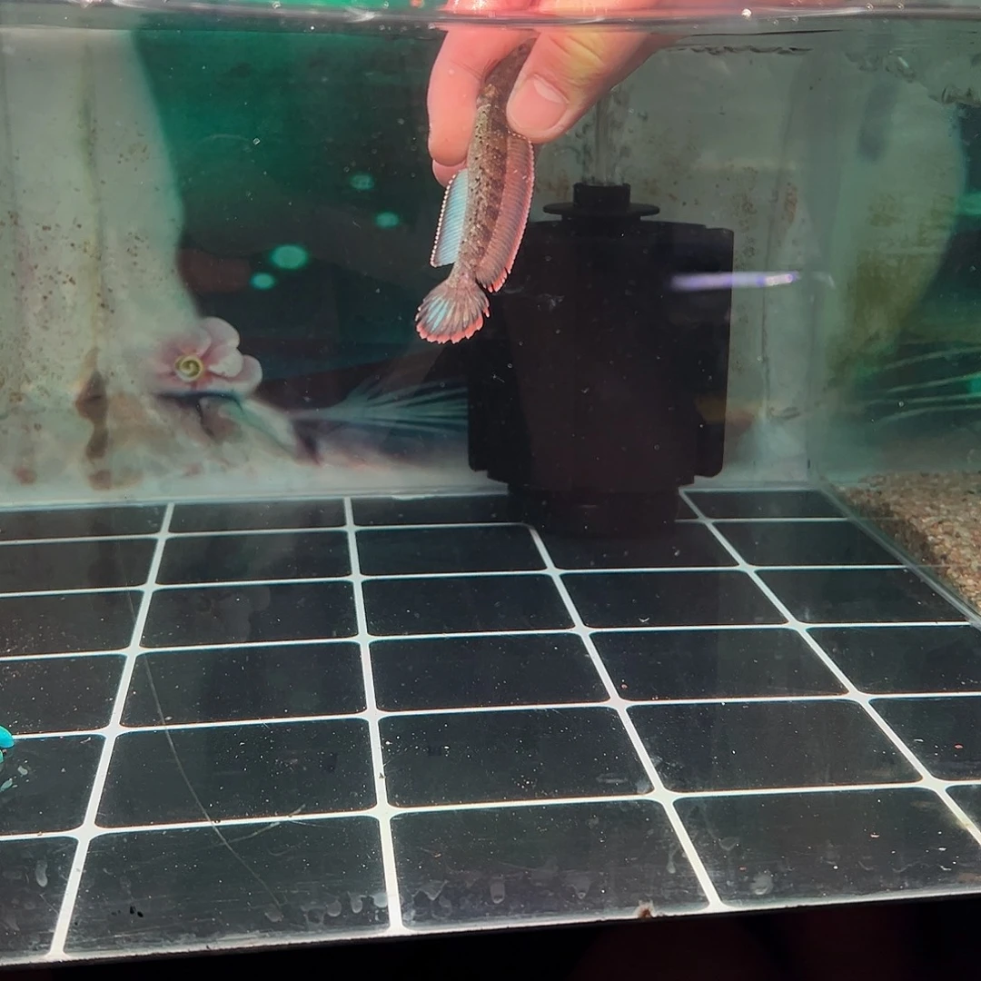 我***粿海水鱼印尼小鬼专拍