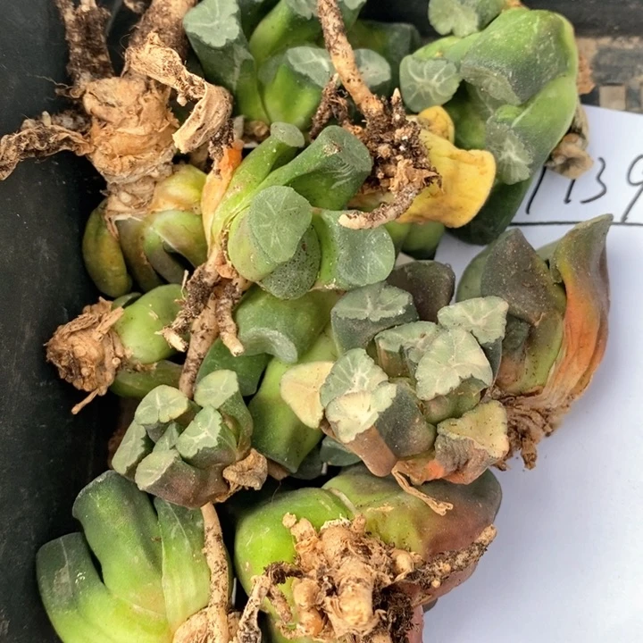 华***91392。  福利。