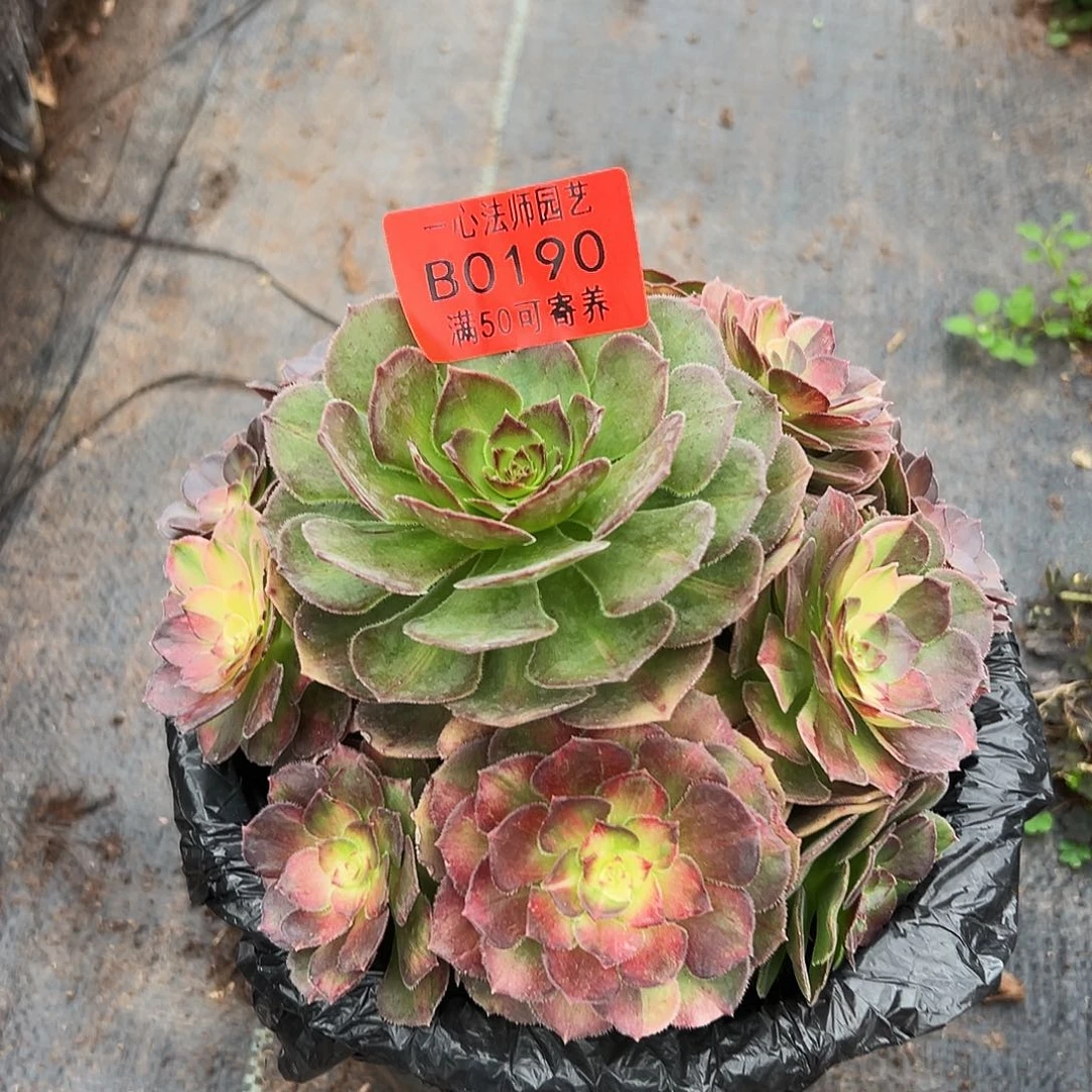 0190多肉植物海王七彩