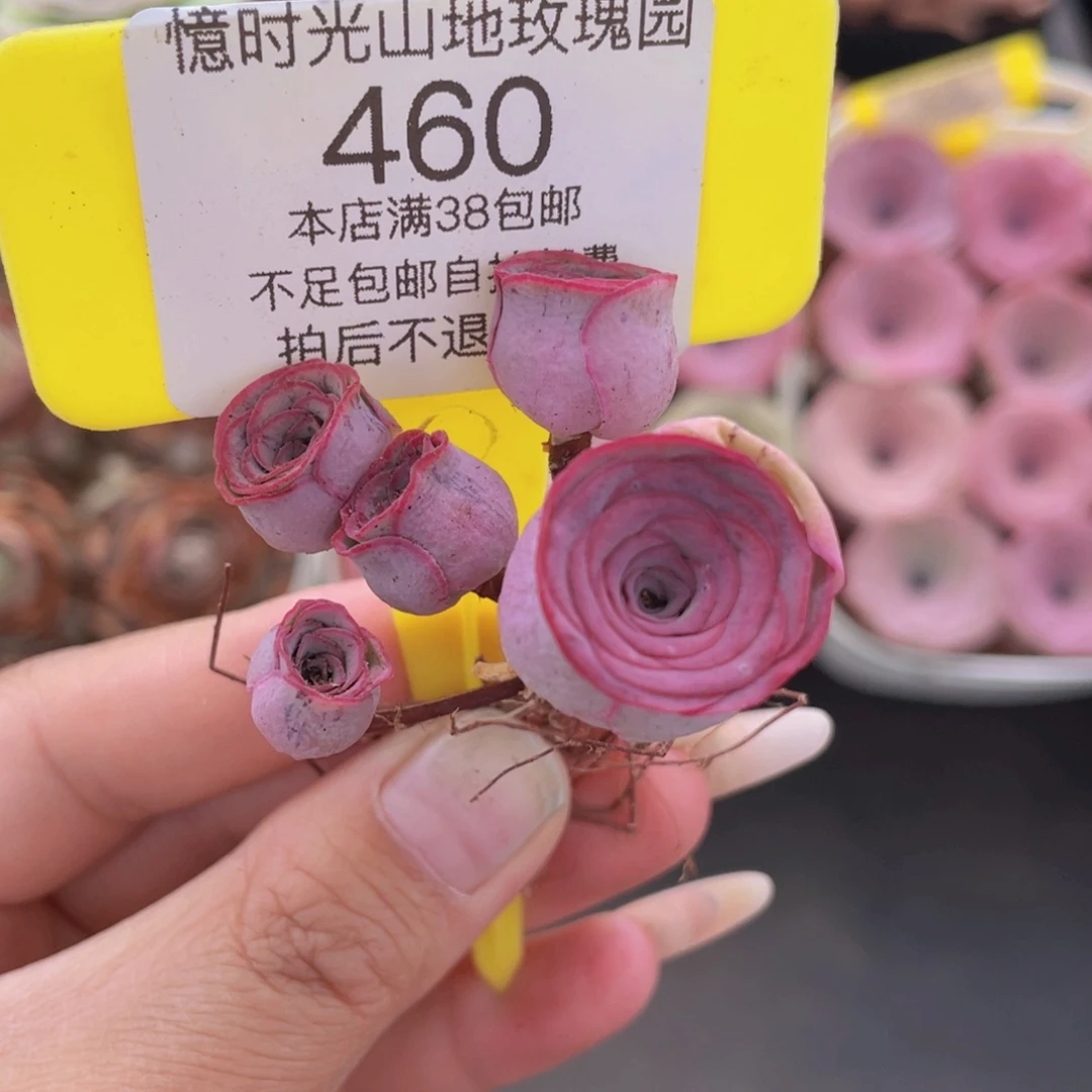 阿***黎山地玫瑰460满38包邮裸根发货