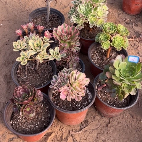 308多肉植物组合，