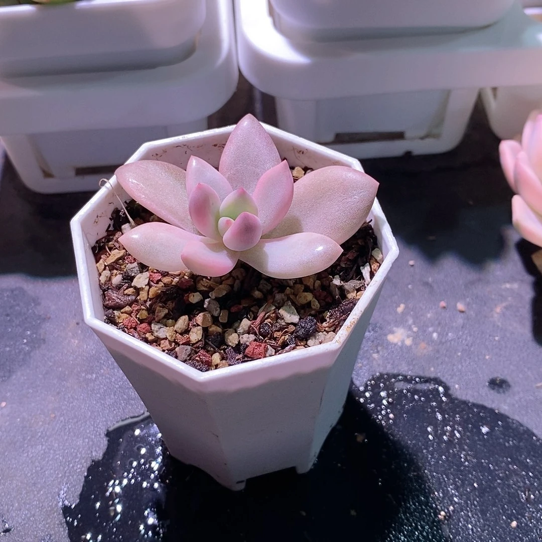 桃花源锦多肉植物