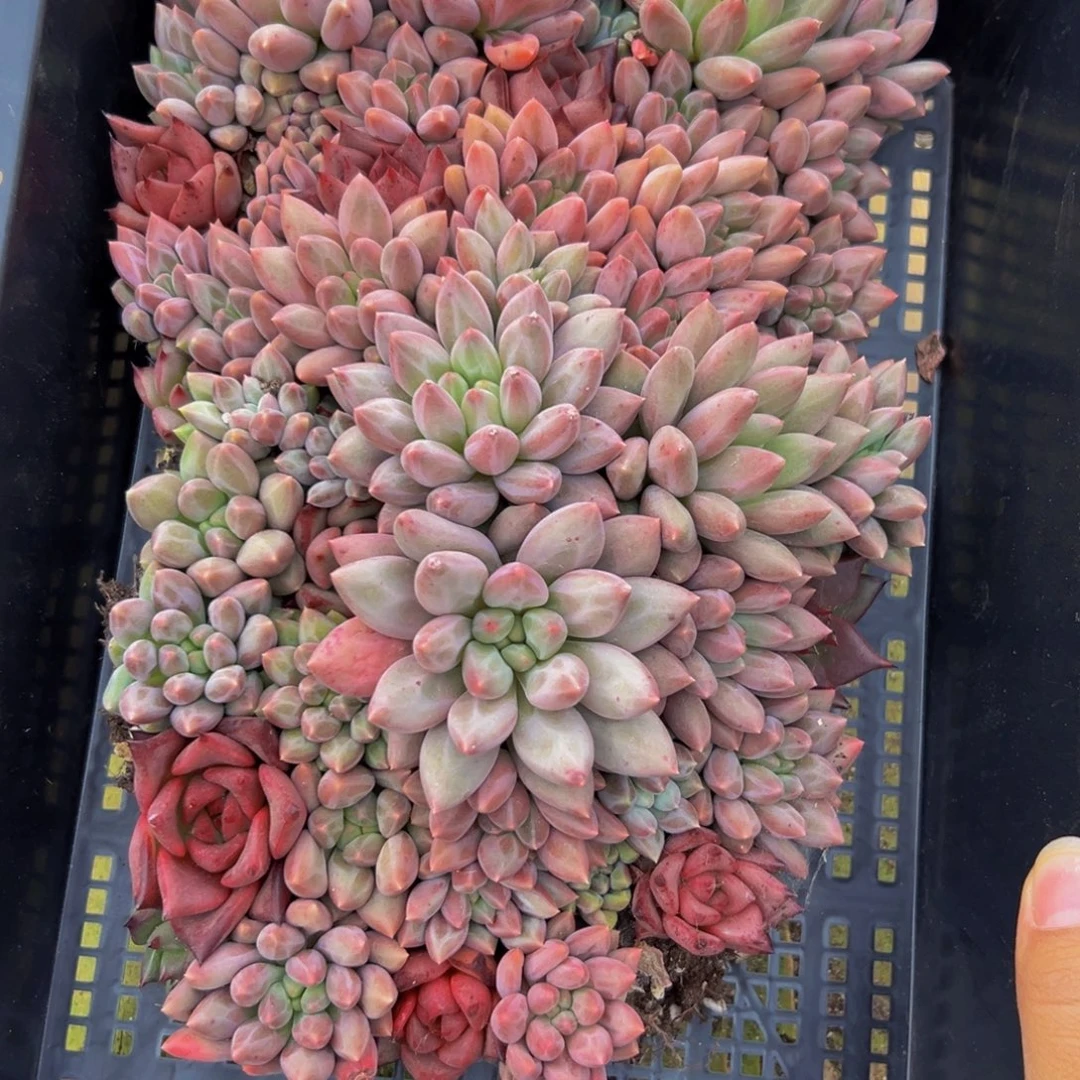 071多肉植物的生长发育规律