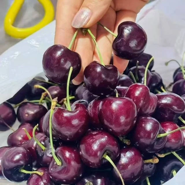 脆甜多汁智利海运车厘子2斤单J新鲜进口水果当季桑提娜樱桃智利