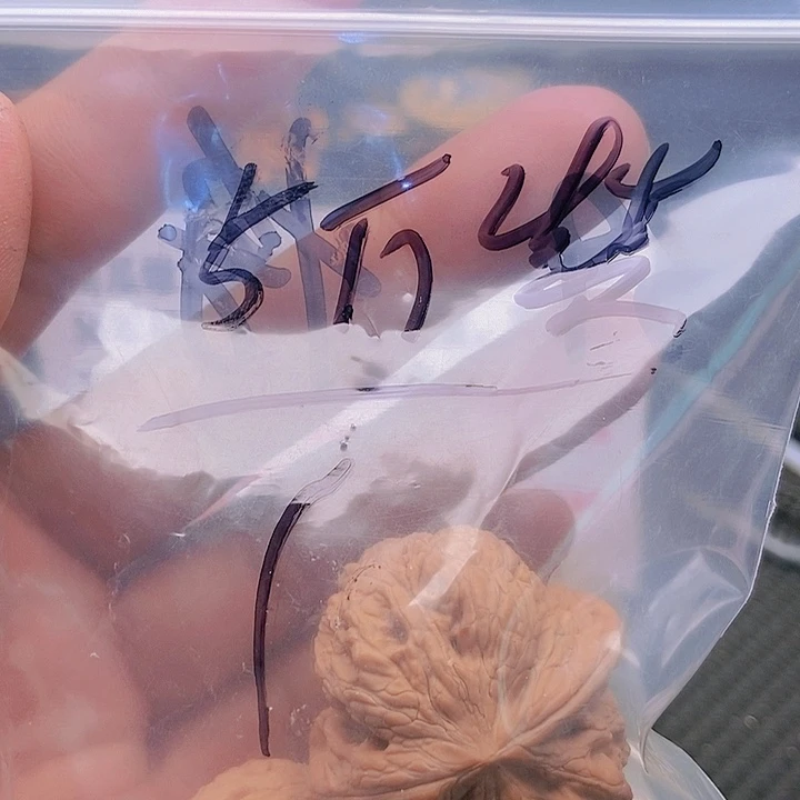 【闪购商品】文玩核桃把件L*将军棒