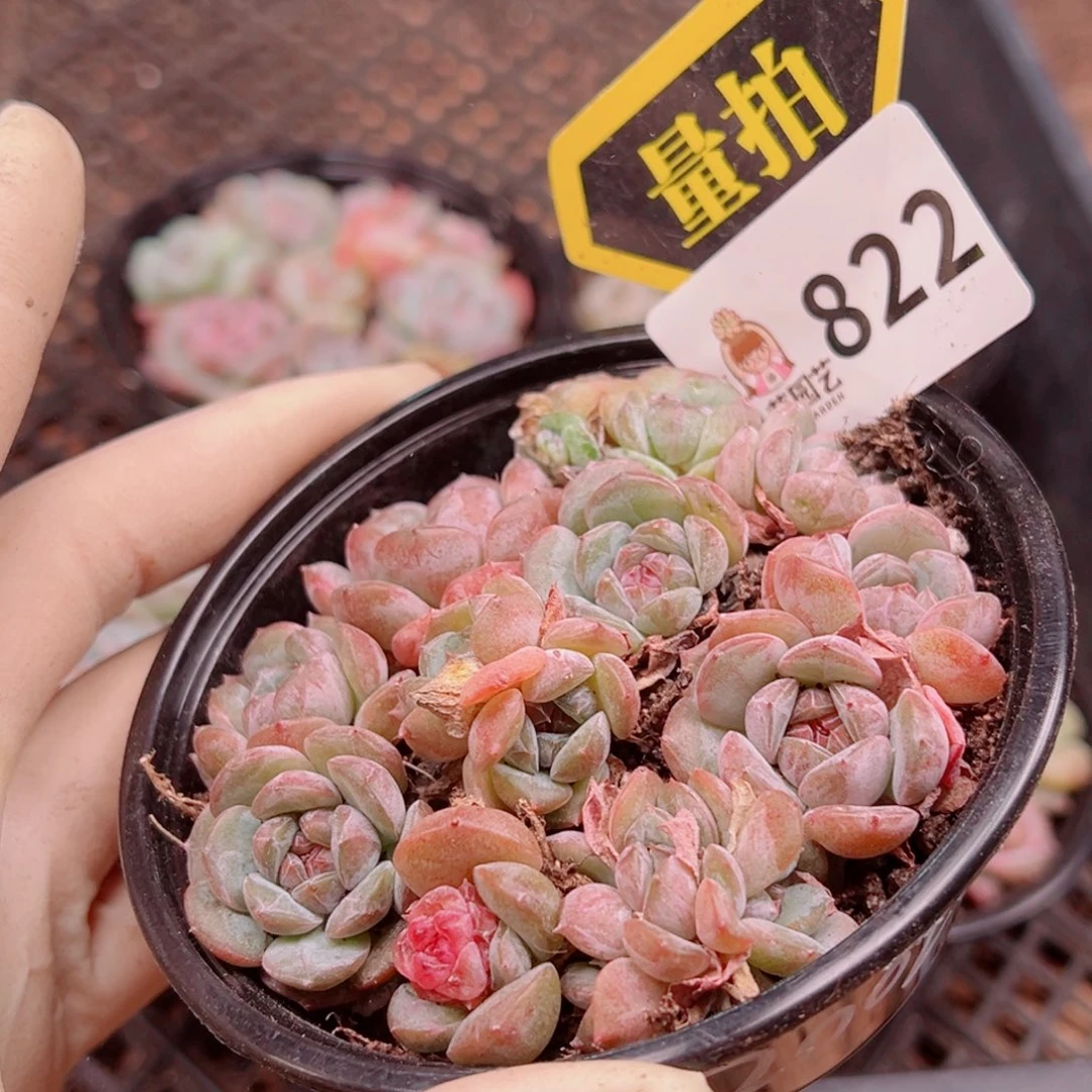 多肉植物多肉植物
