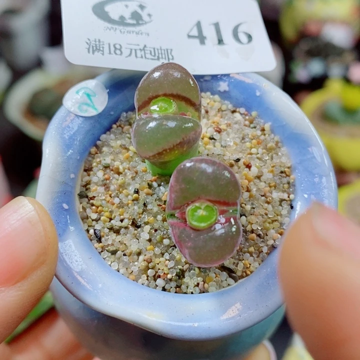 生石花花花花花花416