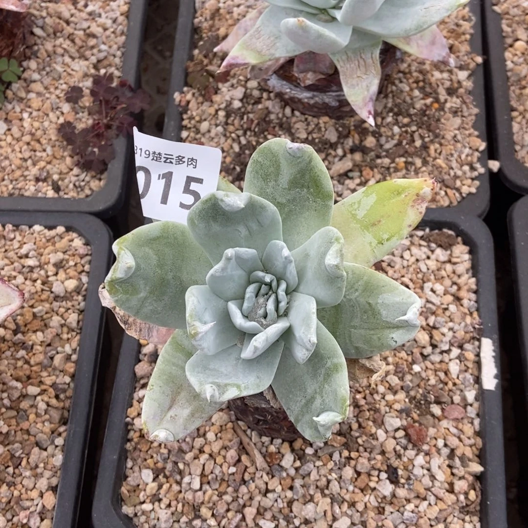 015多肉植物l l l l