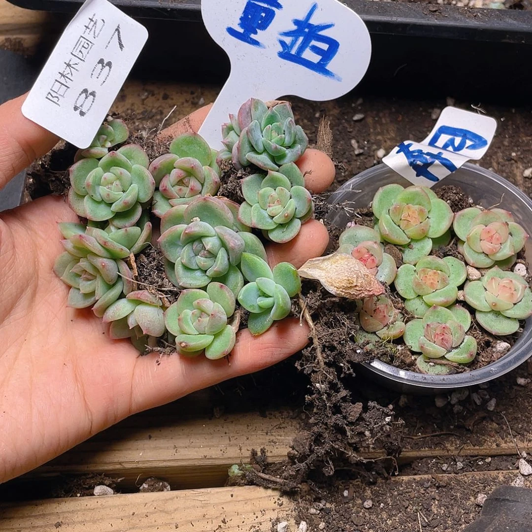 量拍多肉植物多肉植物837
