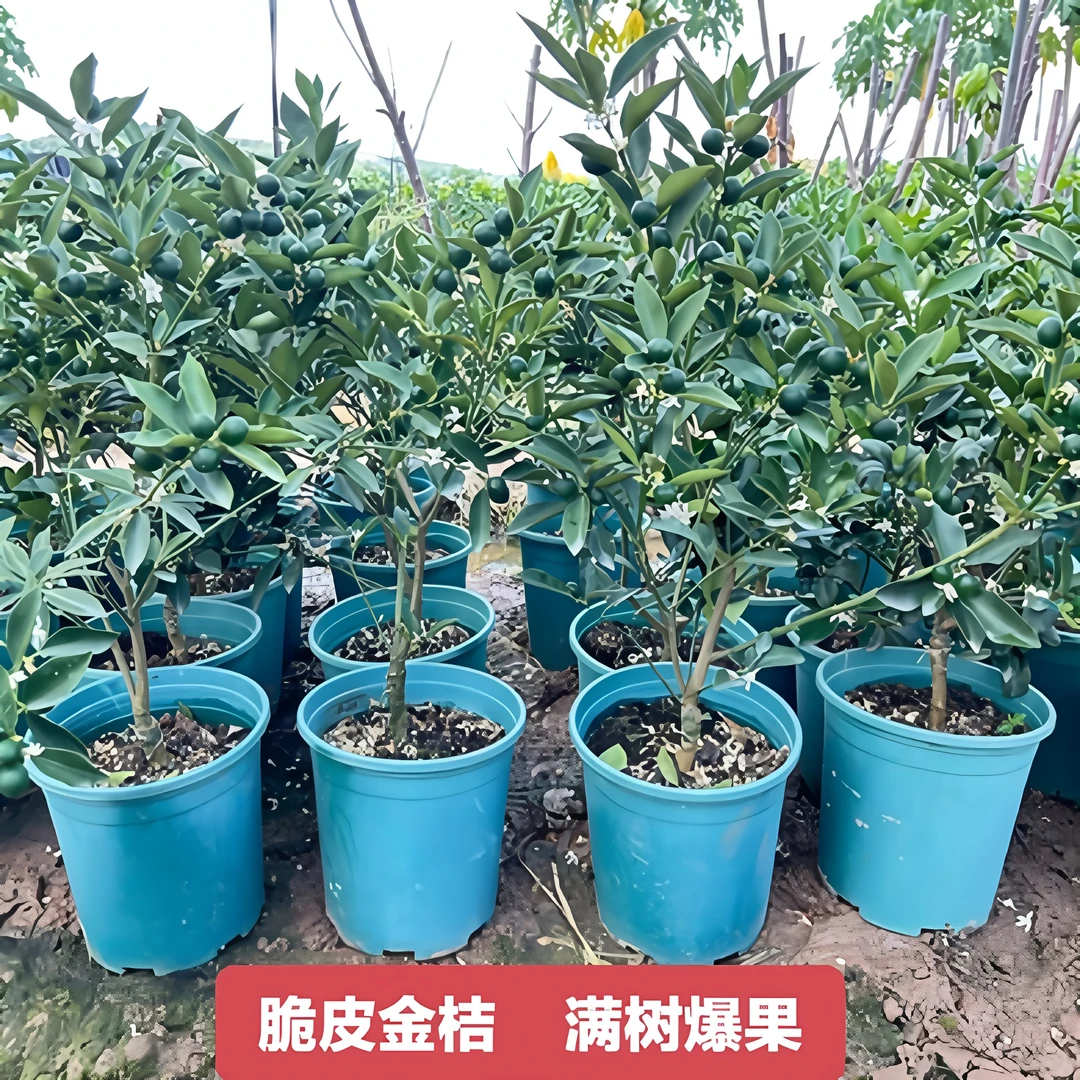 融安三代脆皮金桔树苗带盆带土带叶带果