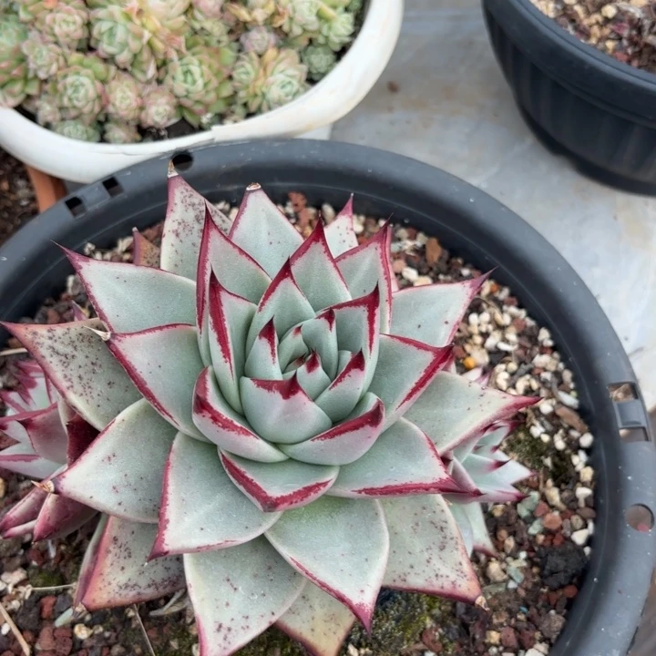 白底乌木。15。       多肉