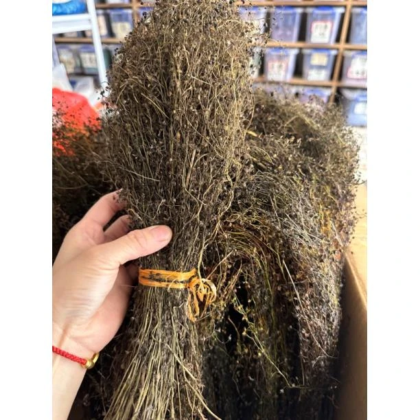 地下明珠草 草 250克一份单独上面部分草
