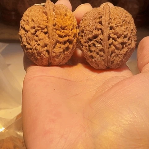 把件文玩核桃铁将军带彩磕尖色差42