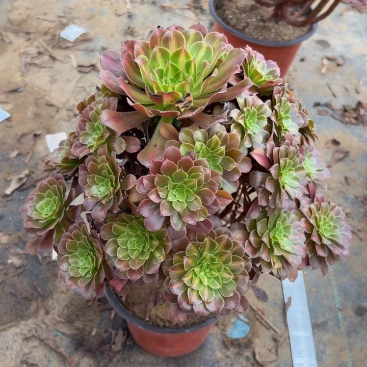 红铜中班锦多肉植物不包损258