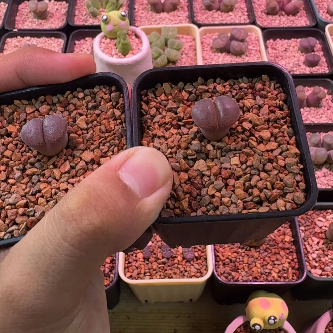 最***°云缦精品番杏28.18 C10同属