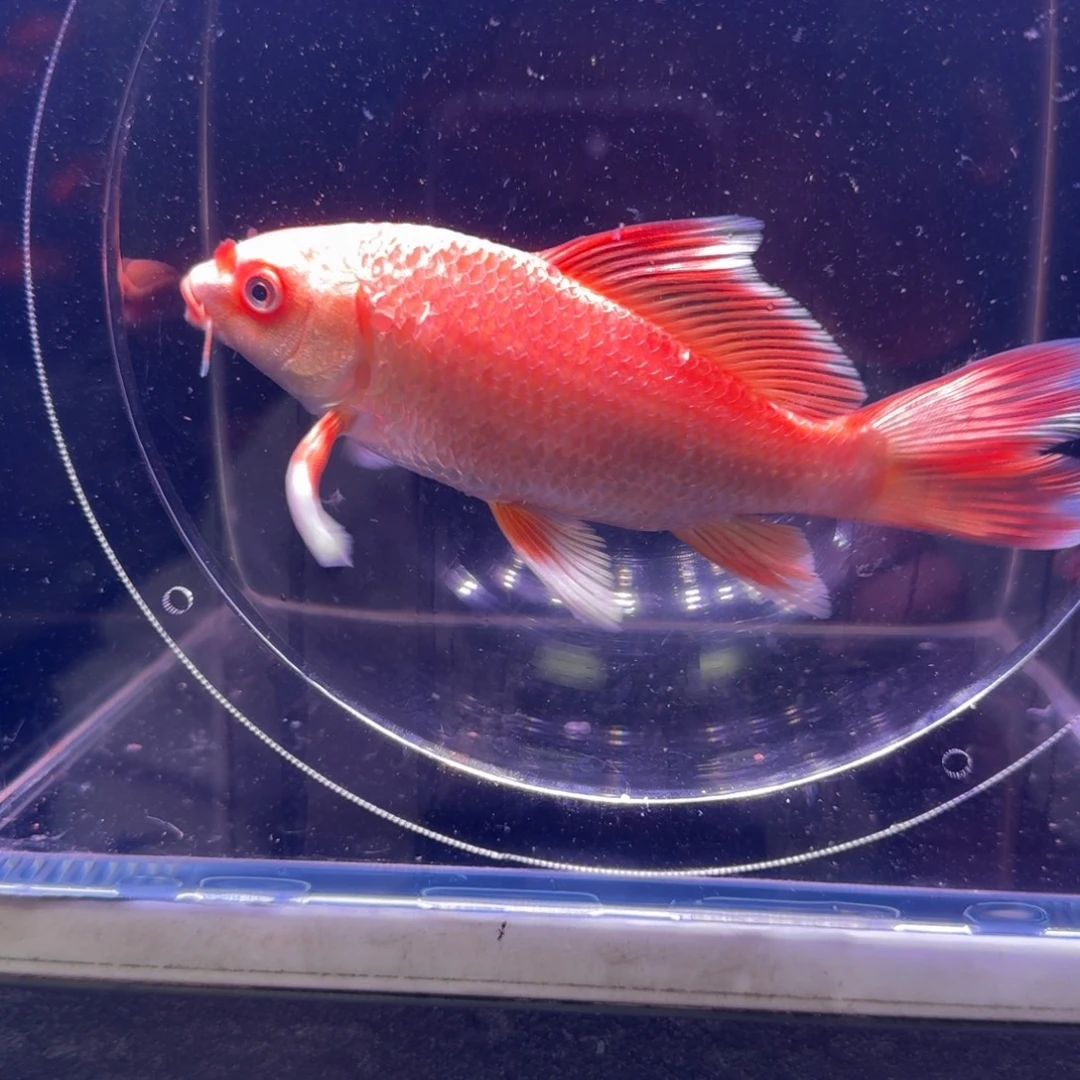 红色蝴蝶鲤10到15公分