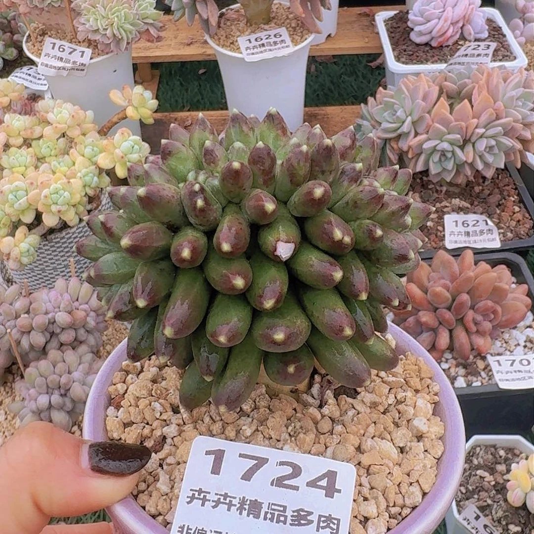 秋*1724一物一拍（满28包邮）