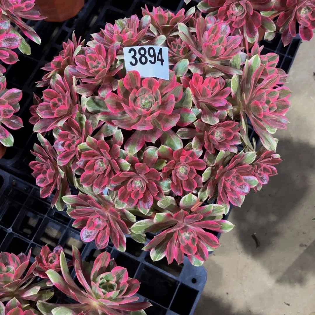 无花朵3894焕莎1111111