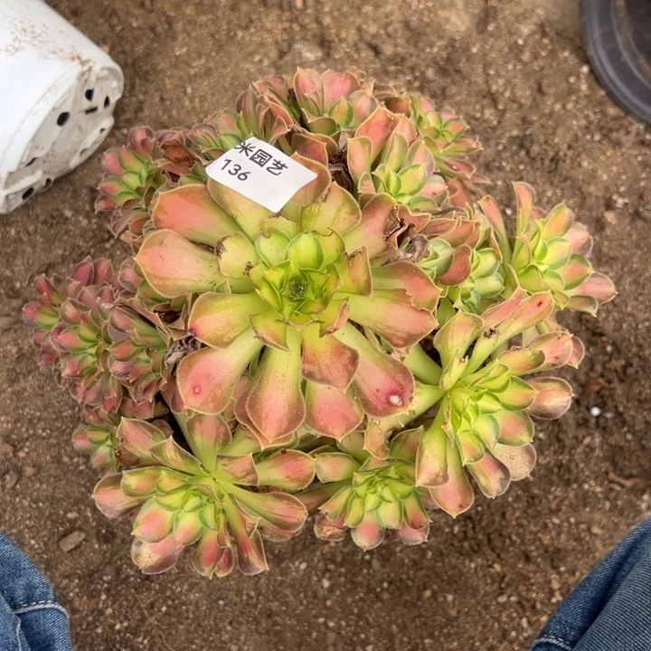 韶华手捧多肉植物136