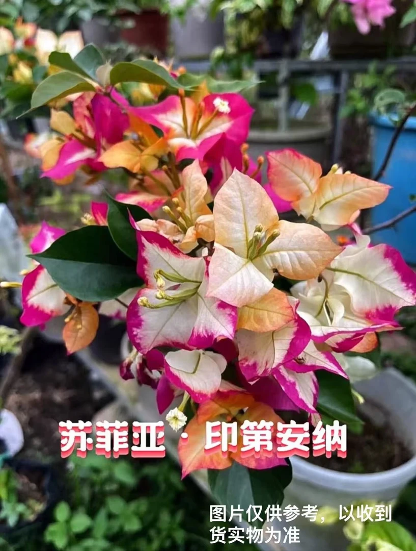 8【苏菲亚】【包对版】三角梅四季开花爬藤飘枝好养护【无售后】